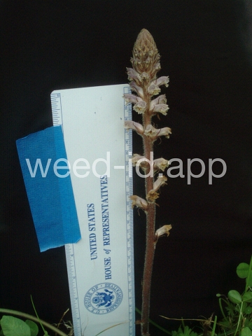 broomrape, small